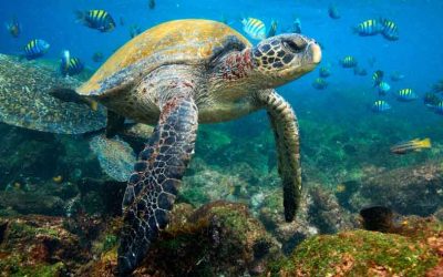 13 Facts About Galapagos Sea Turtles: Plus Photos and Videos