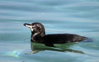 Galapagos Penguins Adaptations: Warm Water Penguins?