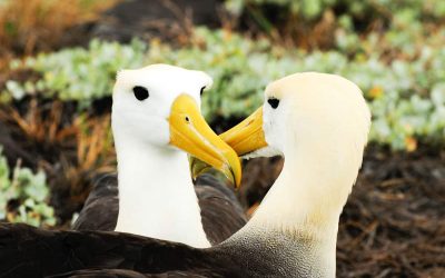 11 Waved Albatross Facts – Galapagos’ Largest Bird