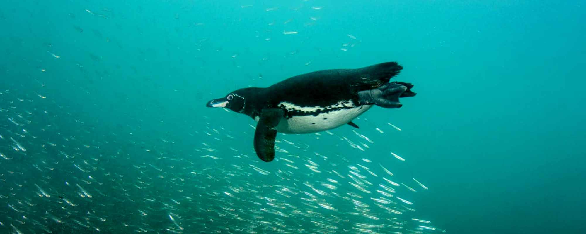 galapagos-penguins-adaptations-warm-water-penguins-latin-roots-travel